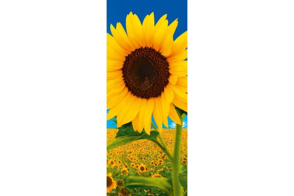 Banner Sunfield 75x180cm