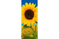 Banner Sunfield 75x180cm
