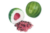 Bubble Gum Melone 200St
