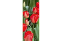 Banner Aileen 75x180cm