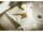 FISKARS Papierschere Classic 17cm